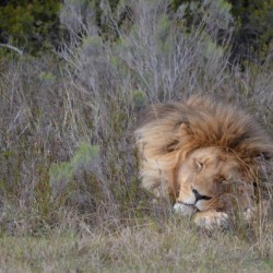 The Lion Sleeps Tonight